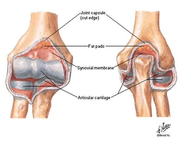 ANATOMIA