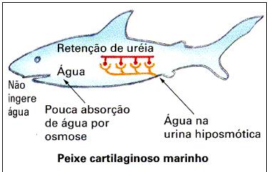 OSMORREGULAÇÃO Peixes cartilaginosos não ingerem água e eliminam uréia como excreta nitrogenada.