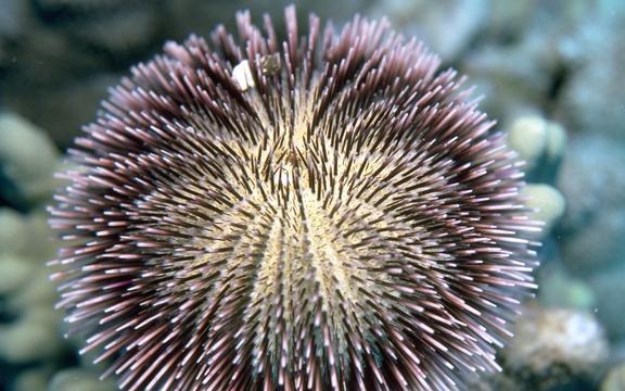 Echinodermata: não