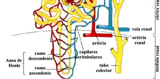 ÓRGÃOS EXCRETORES Cordados vertebrados: rins - unidades