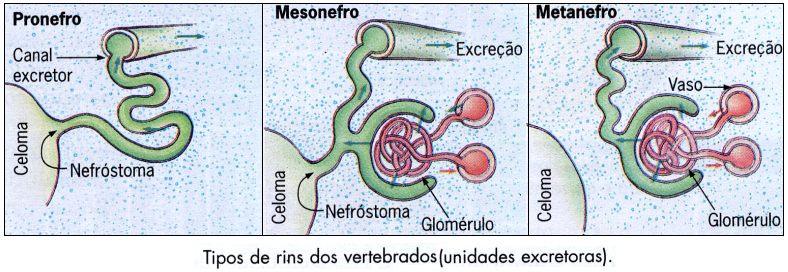 TIPOS DE RINS