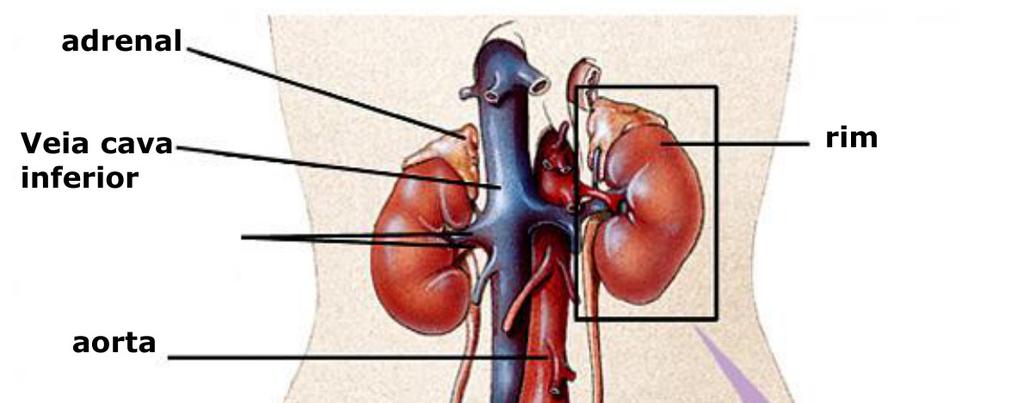 Anatomia