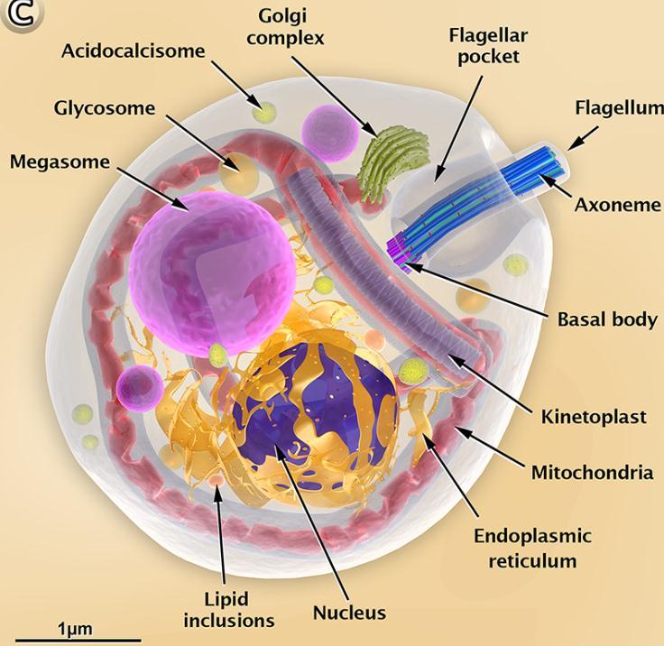 intracelular (células do