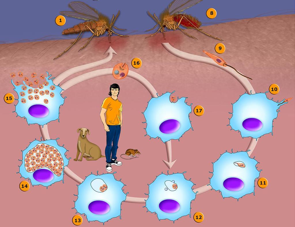 Ciclo de vida flebotomíneo No mamífero