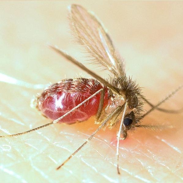 Família Psychodidae Vetores Fêmeas de flebotomíneos Nome popular: mosquito palha