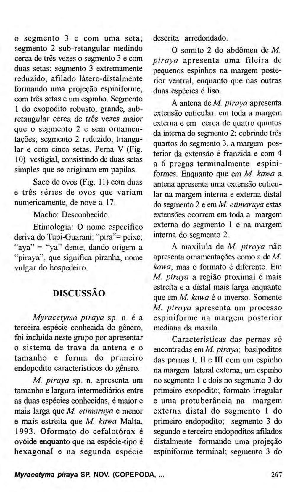 0 segmento 3 e com uma seta; segmento 2 sub-retangular medindo cerca de três vezes o segmento 3 e com duas setas; segmento 3 extremamente reduzido, afílado látero-distalmente formando uma projeção