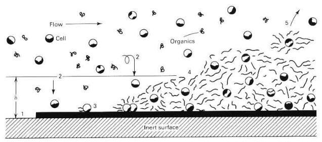 25 7- Células e outras partículas se juntam ao biofouling, aumentando o seu acúmulo; 8- Porções do filme se destacam e são novamente arrastadas na água.