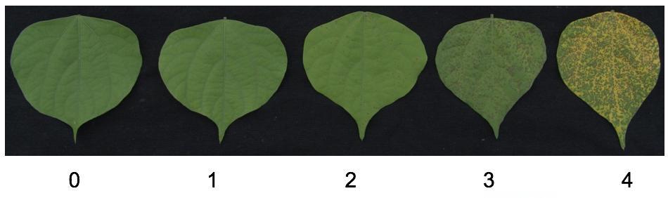 A avaliação das subpopulações foi realizada aos quinze dias após inoculação, sendo as plantas classificadas qualitativamente quanto ao fenótipo apresentado nas folhas unifolioladas, usando uma escala