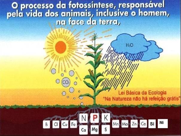 3 b) 5% da massa seca da planta tem origem no solo, através dos elementos minerais (nutriente: elemento essencial ou benéfico para o crescimento e produção dos vegetais), classificados em (Anexo V-