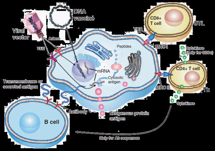 coli; Purificação de proteínas recombinantes: His-tag poli-histidina; GST-tag glutationa-s-transferase; MBP-tag Proteína ligadora de maltose; Non tagged (troca iônica ou interações hidrofóbicas);