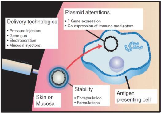 instabilidade cromossômica; oncogenes e genes supressores de tumor; Doenças auto-imunes (anti-dna e músculo); Resistência à antibióticos;