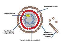 Hepatite B VHB é oncogênico, e não pode ser usado como vacina Glicoproteína do envelope do VHB HBsAg, HBs ou env Estimula uma resposta humoral Combinação de três proteínas: S S + pres1 S + pres1 +