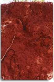 Principais solos com plantios florestais Latossolo - Vermelho - Solos moderadamente ácidos de textura argilosa - Sítios com boa drenagem - Solos profundos - Baixa