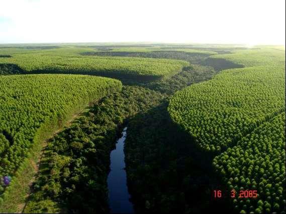 Pastagem Floresta