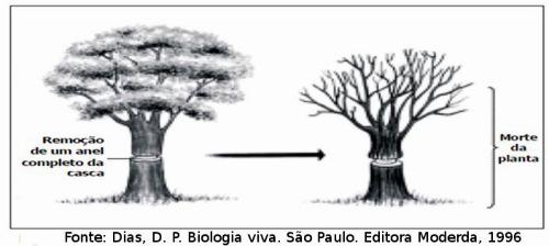 QUEST 18 (PUCCapias Adaptada) As árvores possuem vários tipos de tecidos.