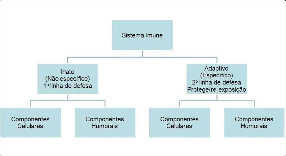 Componentes Moleculares Ativadores do SI (Ags,