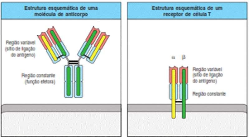 BCR / Ac TCR Estrutura esquemática dos receptores de
