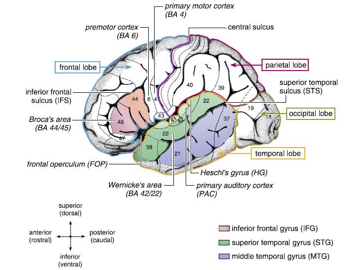 57 evidências empíricas de estudos neurofisiológicos usando ERPs (event-related brain potentials) e estudos de imagens, como o PET (pósitron emission tomography) e o fmri (functional magnetic