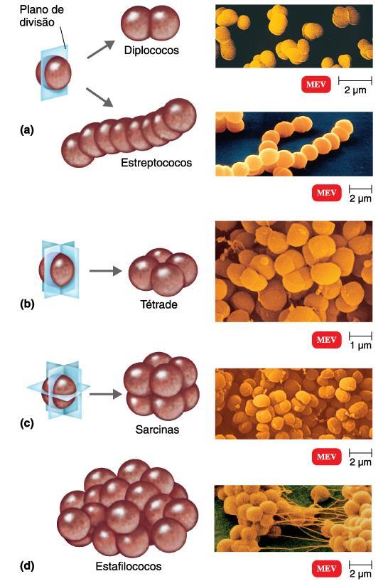 Arranjos de células procarióticas Cocos Quando os cocos se dividem