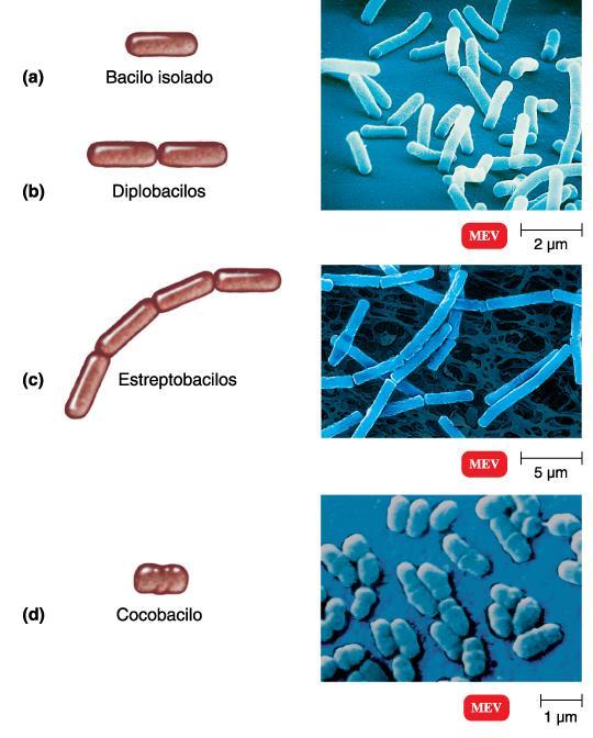 Arranjos de células procarióticas Bacilos - se dividem somente ao longo de seu
