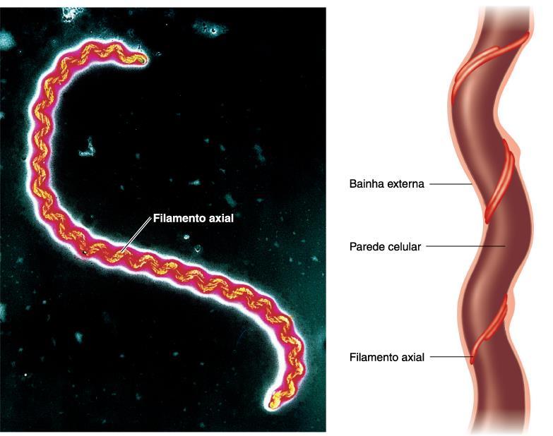 Filamentos axiais Também chamado de endoflagelo Feixe de fibras em espiral nas extremidades da célula por baixo de uma bainha Presentes em