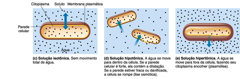 A parede celular Estrutura semirrígida responsável pela forma