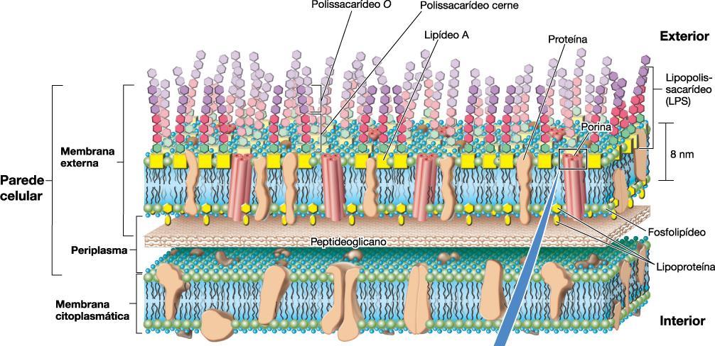Parede celular de bactérias gram-negativas Membrana ext