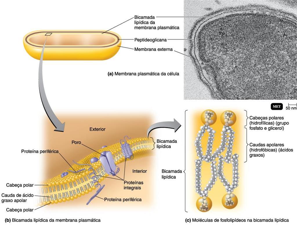 Membrana plasmática procariótica Menos rígidas que membranas