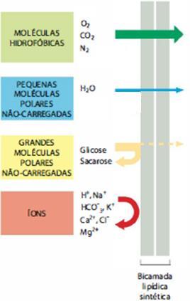 Funções da membrana plasmática Permeabilidade seletiva Atravessam: água, O 2, CO 2 e alguns açúcares simples Não atravessam: moléculas grandes, como