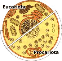 Estruturas exclusivas de eucariotos Núcleo Centrossomo Retículo endoplasmático