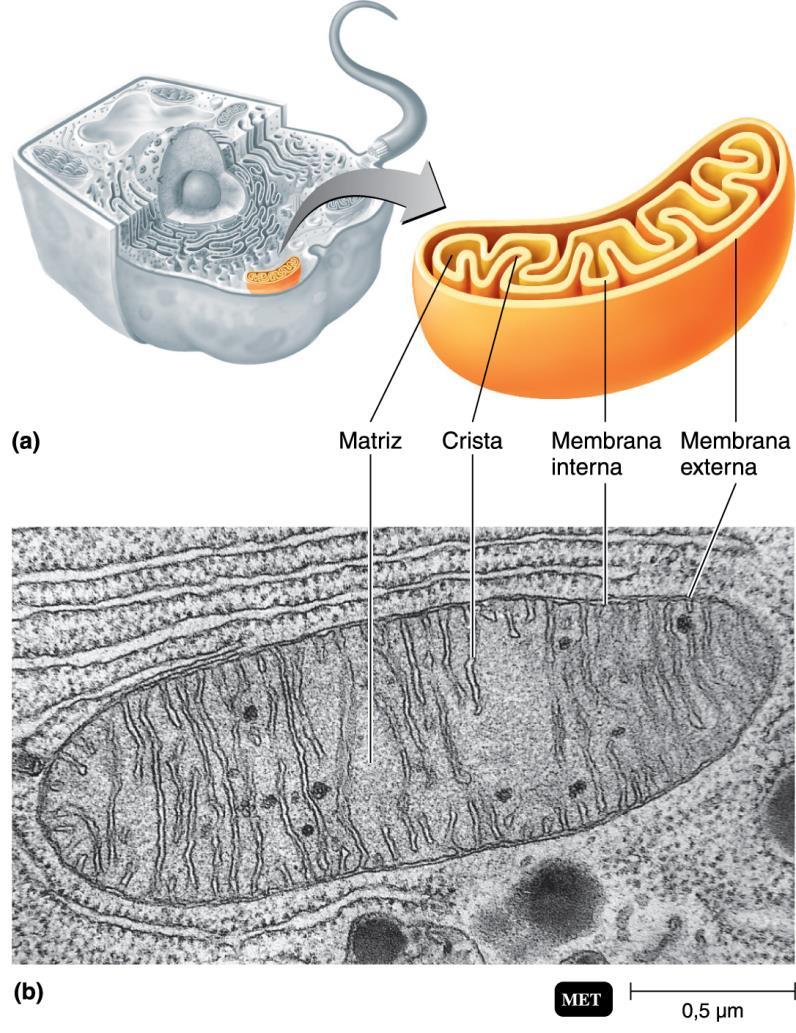 Mitocôndrias Central de energia da célula Ciclo de Krebs > matriz Respiração celular > cristas 2 membranas