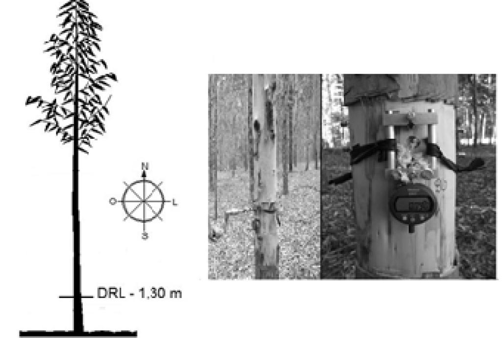 Variáveis de crescimento das árvores Com auxílio de uma fita métrica, mediu-se a circunferência à altura do peito (CAP), cujos dados foram transformados em diâmetro à altura do peito (DAP).