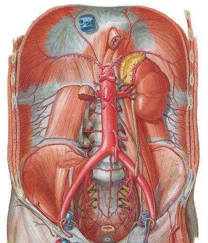 Quais as estruturas apontadas? A. frênica inferior E A. suprarrenal média D 7 5 1 Tronco celíaco A. Hepática comum A. Gástrica E A. Esplênica A.