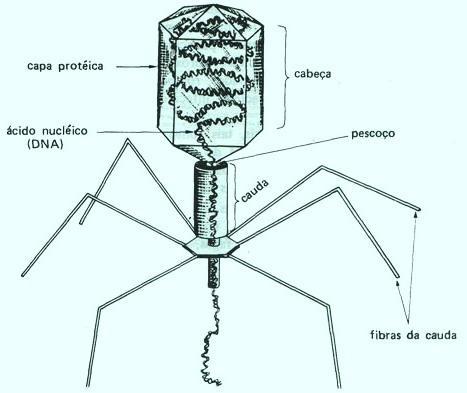 VIROLOGIA 1.