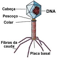 A origem dos vírus é uma incógnita. Os vírus não representam a forma de vida mais primitiva por dependerem de células vivas para sua replicação. Não há registro fóssil de vírus. 2.