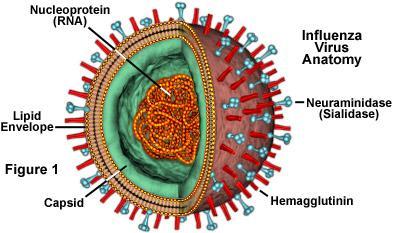 H1N1