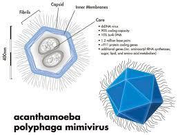 Ainda não foram encontrados vírus de procariotos termófilos ou hipertermófilos, mas talvez seja apenas uma questão de tempo.