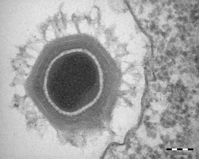 O seu genoma, composto de uma molécula de DNA de cadeia dupla circular de 1,2 milhões de pares de base, contendo pelo menos 911 genes é o maior de todos os vírus caracterizados até então e é mais