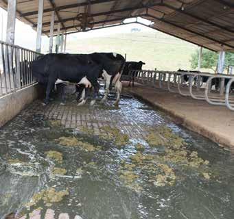 2 Reaproveitamento de água residuária em sistemas de produção de leite Legislação A legislação sobre reuso para fins agrícolas estabelece regras gerais para esta prática.
