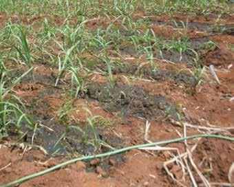 4 Reaproveitamento de água residuária em sistemas de produção de leite A produção de biogás tem um fator determinante que é o tipo de esterco que será usado.