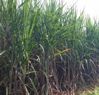 O biofertilizante gerado tem sido utilizado para fertirrigação e alguns estudos já comprovaram a sua aplicação em capineira de cana-deaçúcar.