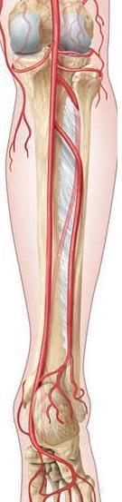 tibial anterior