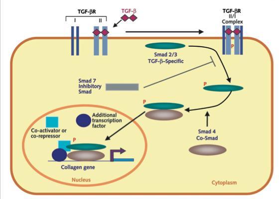 Mecanismo de doença Jimenez, SA., Derk, CT. Following the Molecular Pathways toward an Understanding of the Pathogenesis of Systemic Sclerosis.