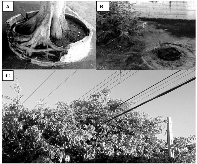 4 Locastro, J. K. et al. FIGURA : Interferências da arborização no meio urbano. (A) Rompimento de calçadas provocado por Ficus benjamina L. (B) Toco presente em local destinado ao passeio.