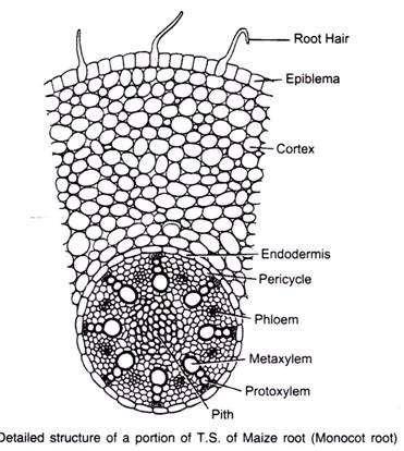 ANATOMIA