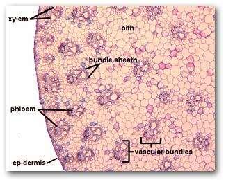 ANATOMIA DO CAULE 1ª