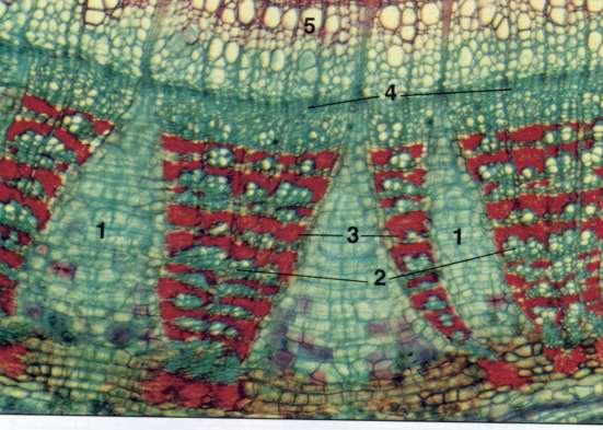 ANATOMIA DA CAULE Planta