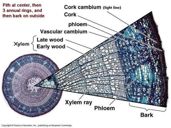 ANATOMIA