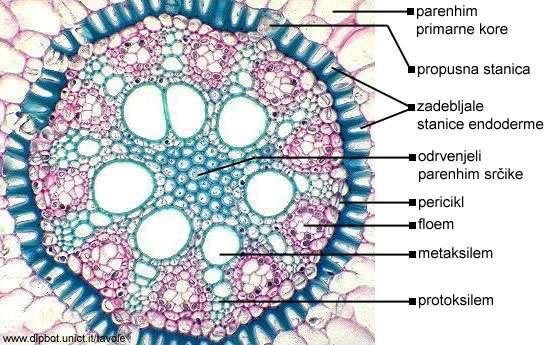 ANATOMIA 1ª