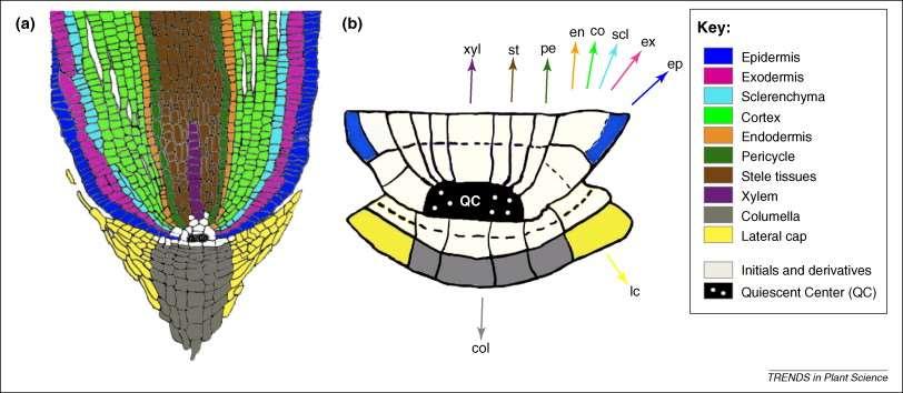 ANATOMIA DA RAÍZ CEREAIS Cereals form complex root systems composed of different roots.